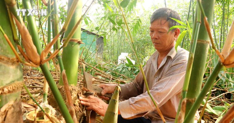 Hinh anh nguoi nong dan dang thu hoach mang tre tu bui